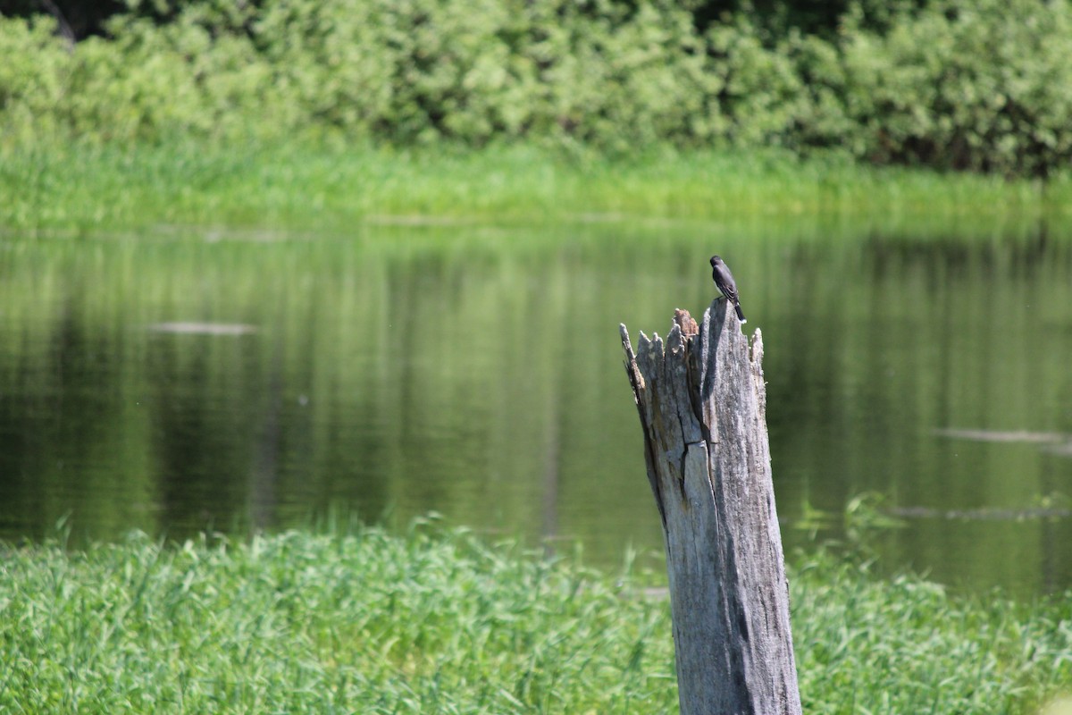 Eastern Kingbird - ML659381044