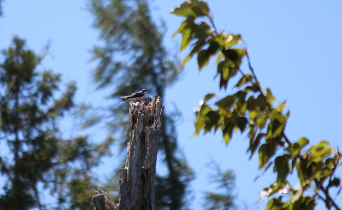 Tree Swallow - ML659381090