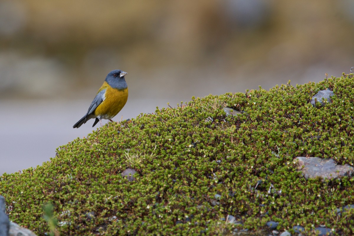 Peruvian Sierra Finch - ML65938111