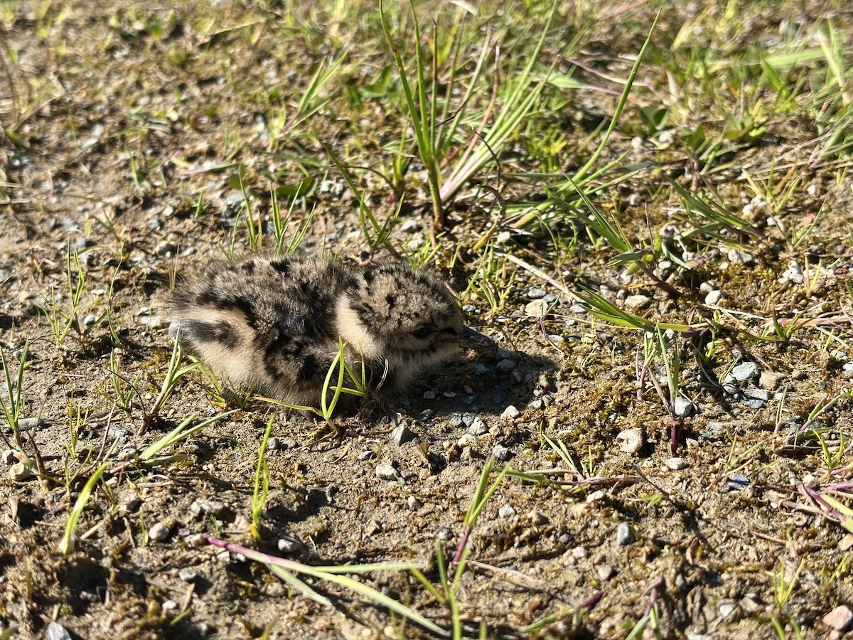 Northern Lapwing - ML659381540