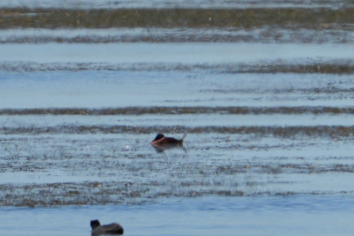Maccoa Duck - ML659381621