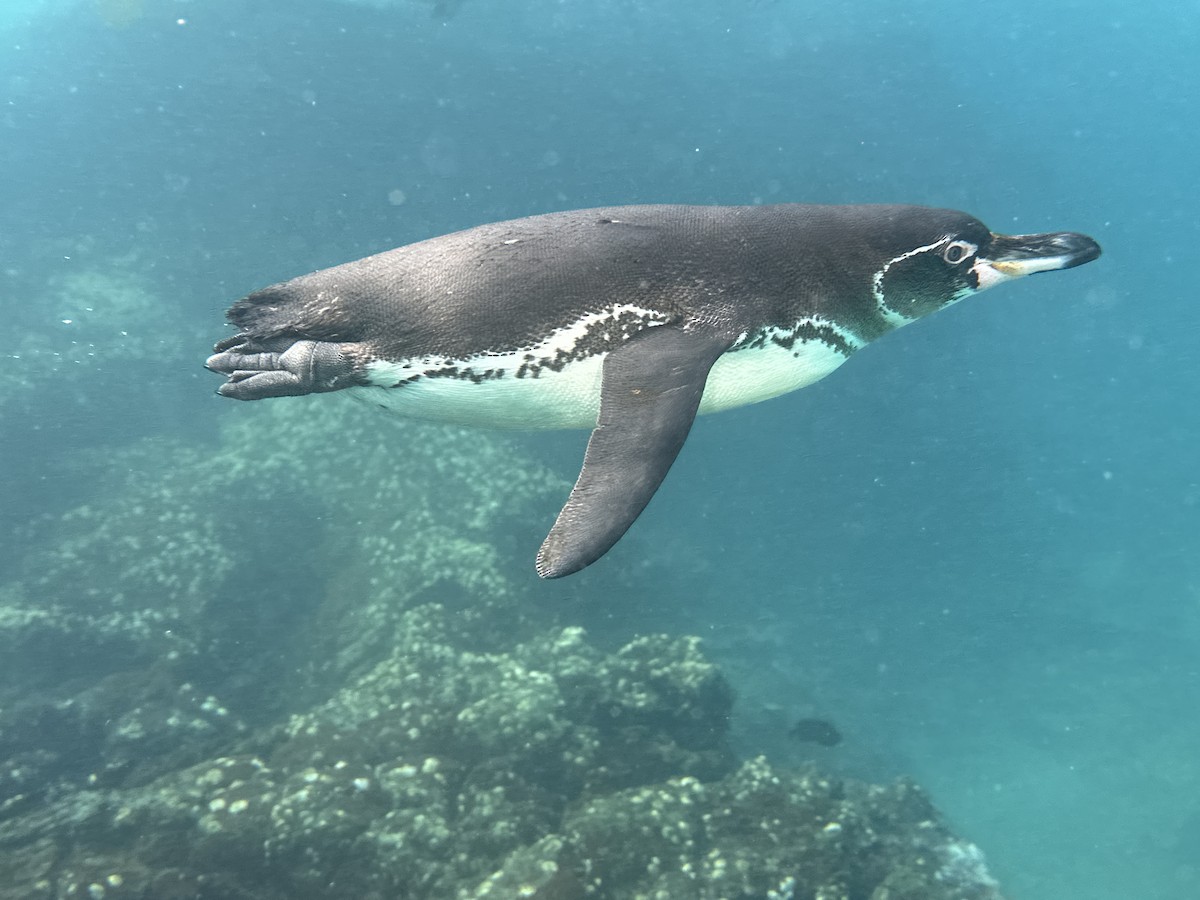 Galapagos Penguin - ML659381743