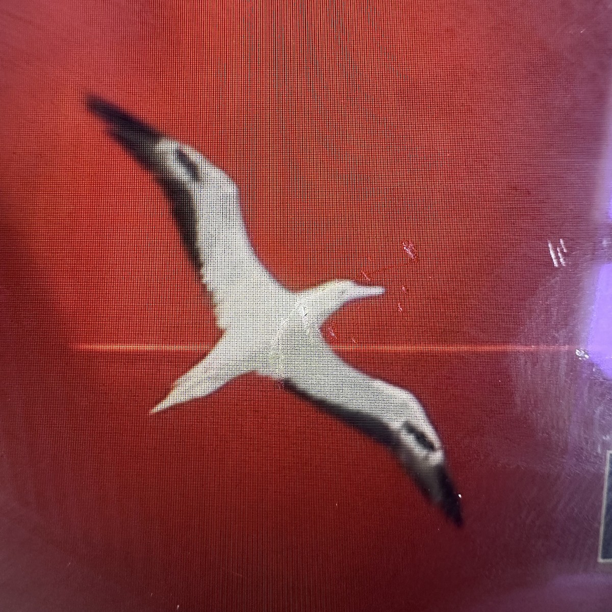 Red-footed Booby - ML659382065