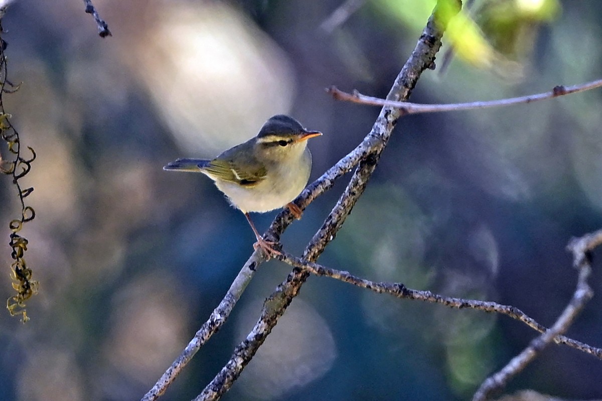 Western Crowned Warbler - ML659382122