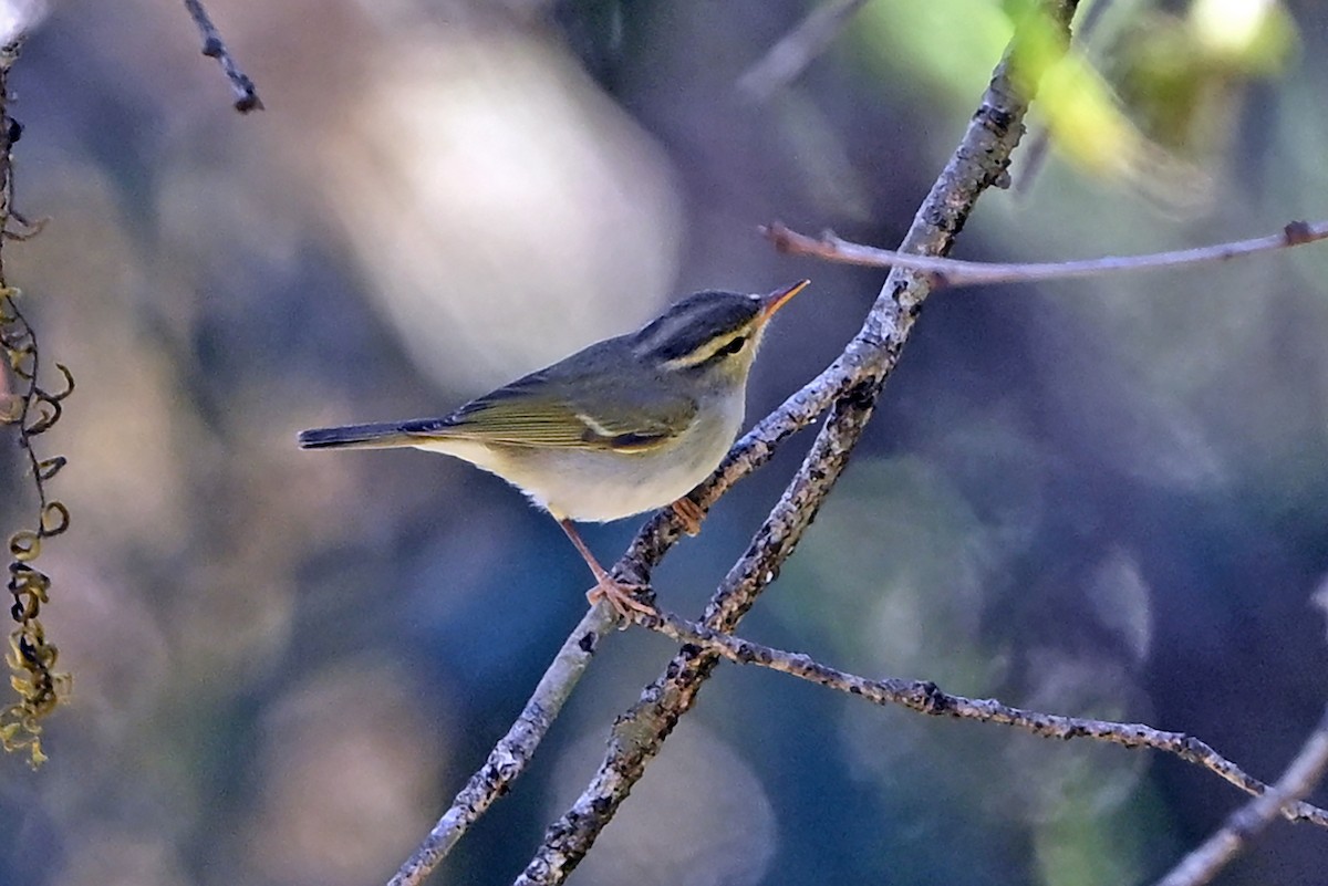 Western Crowned Warbler - ML659382133