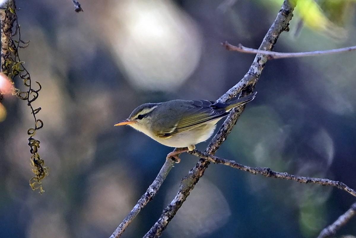 Western Crowned Warbler - ML659382139