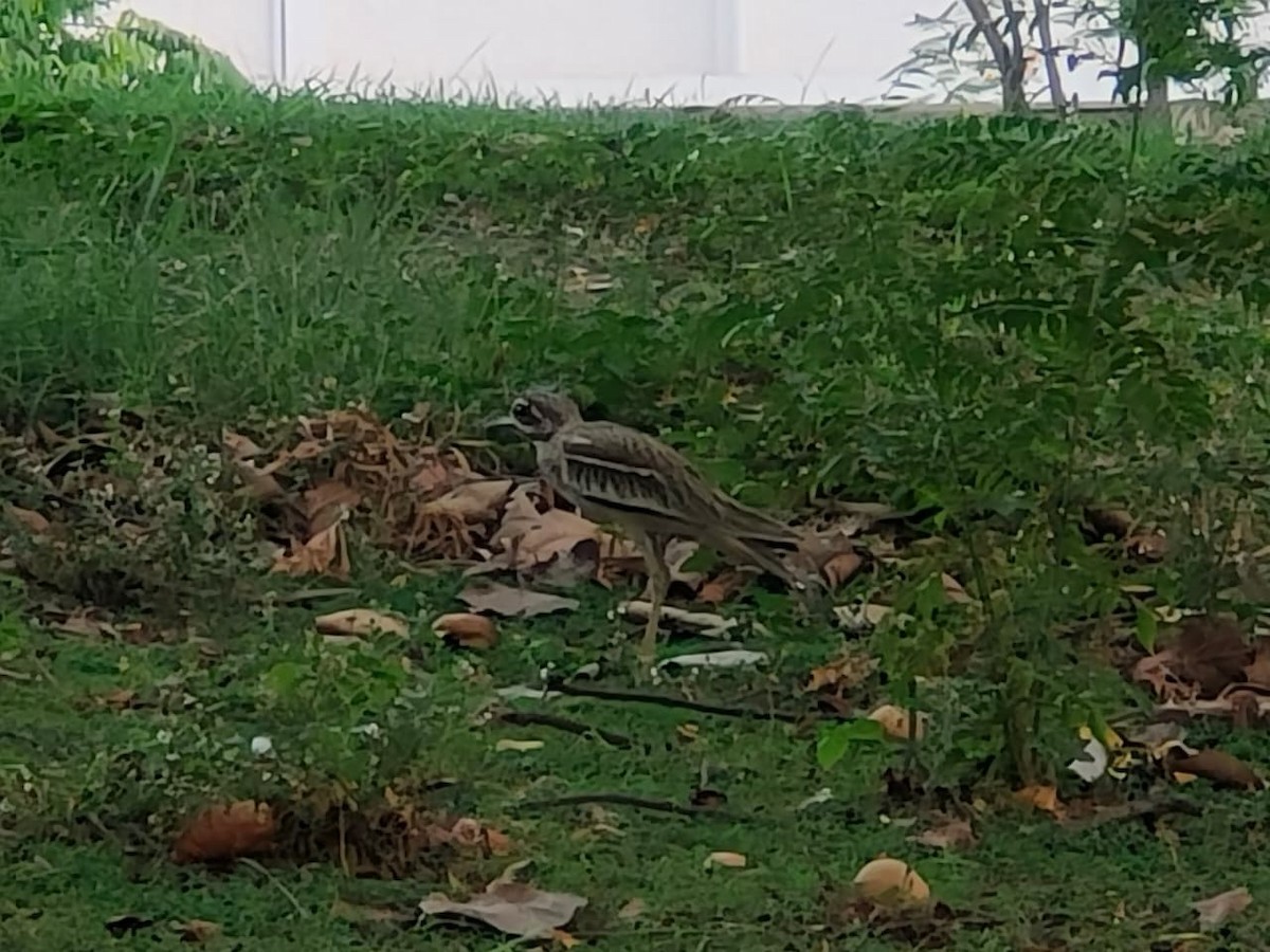 Indian Thick-knee - ML659382142