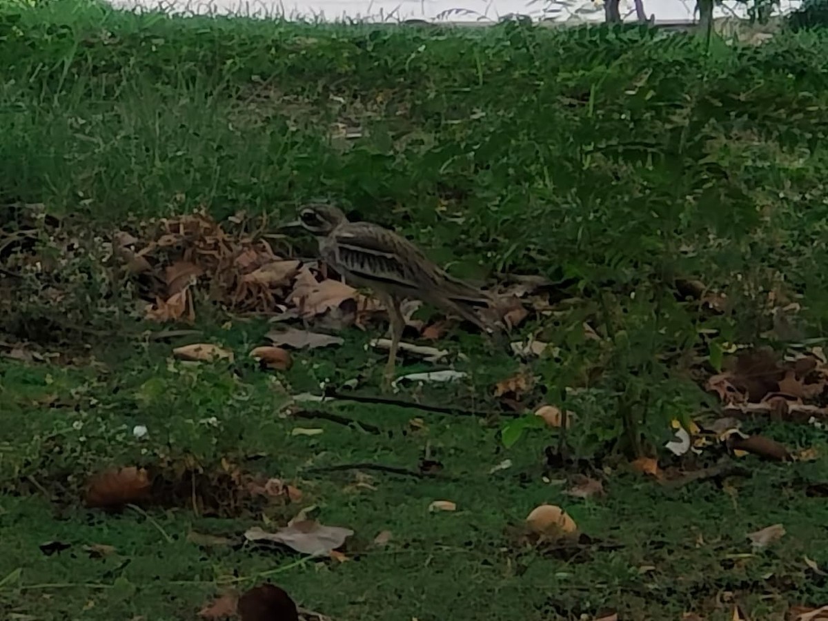 Indian Thick-knee - ML659382154