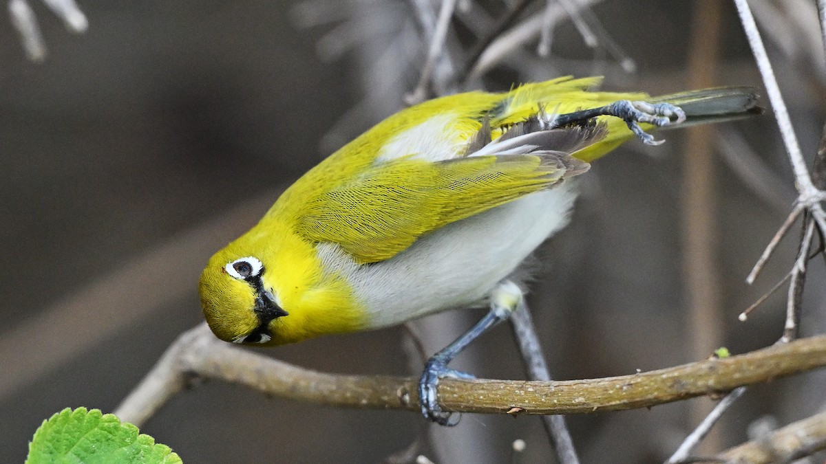 Indian White-eye - ML659382422