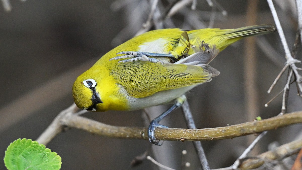 Indian White-eye - ML659382424