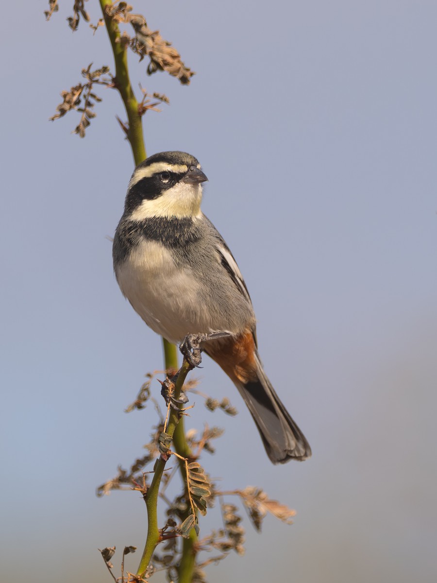 Ringed Warbling Finch - ML659382635