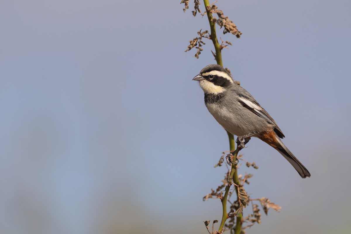Ringed Warbling Finch - ML659382636