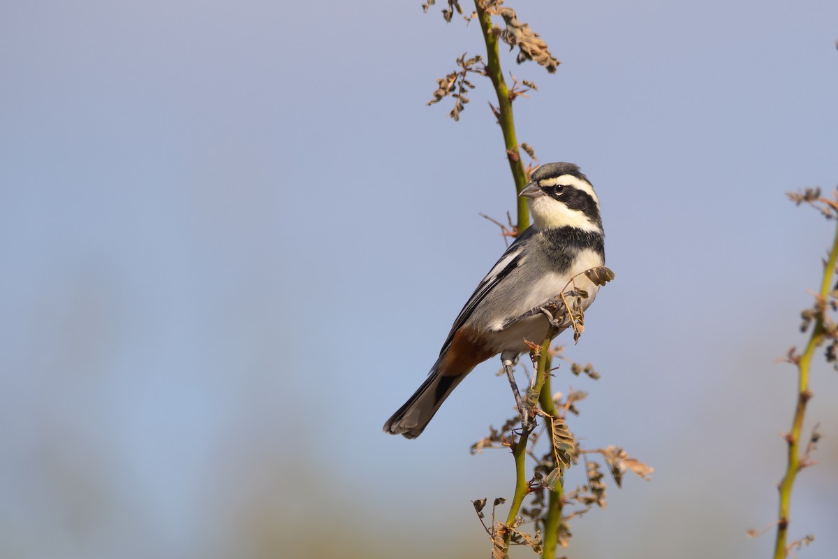 Ringed Warbling Finch - ML659382637