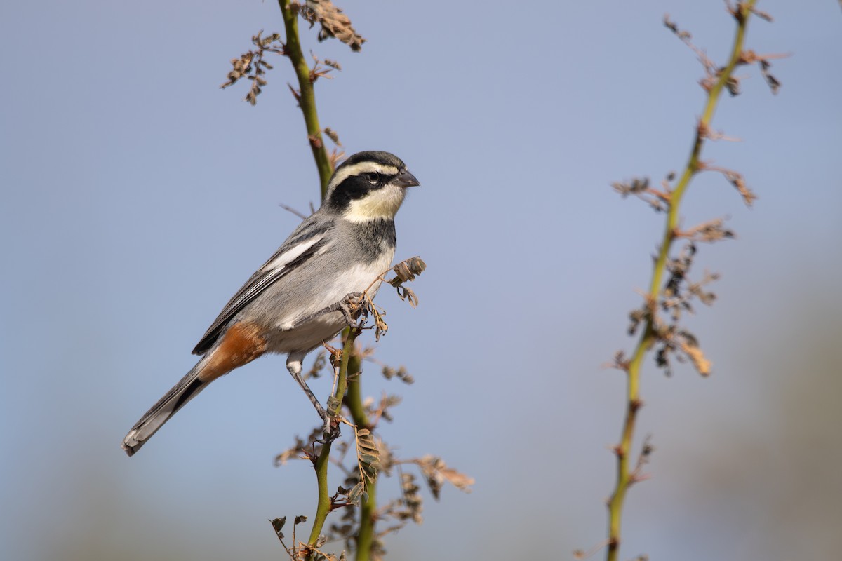 Ringed Warbling Finch - ML659382638