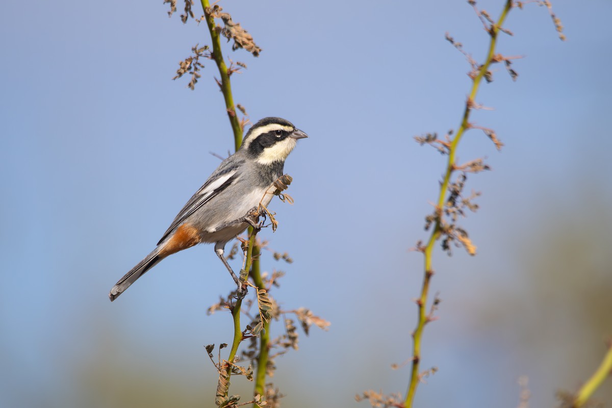 Ringed Warbling Finch - ML659382639