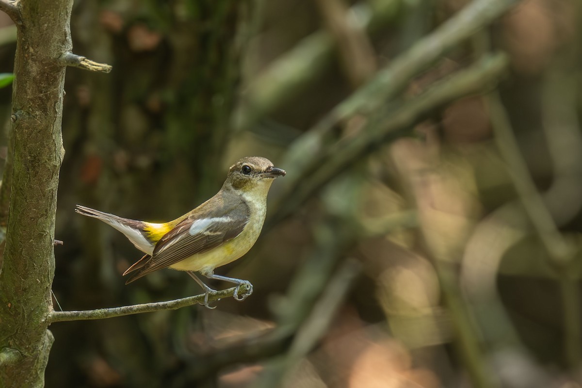 Gobemouche à croupion jaune - ML659382842