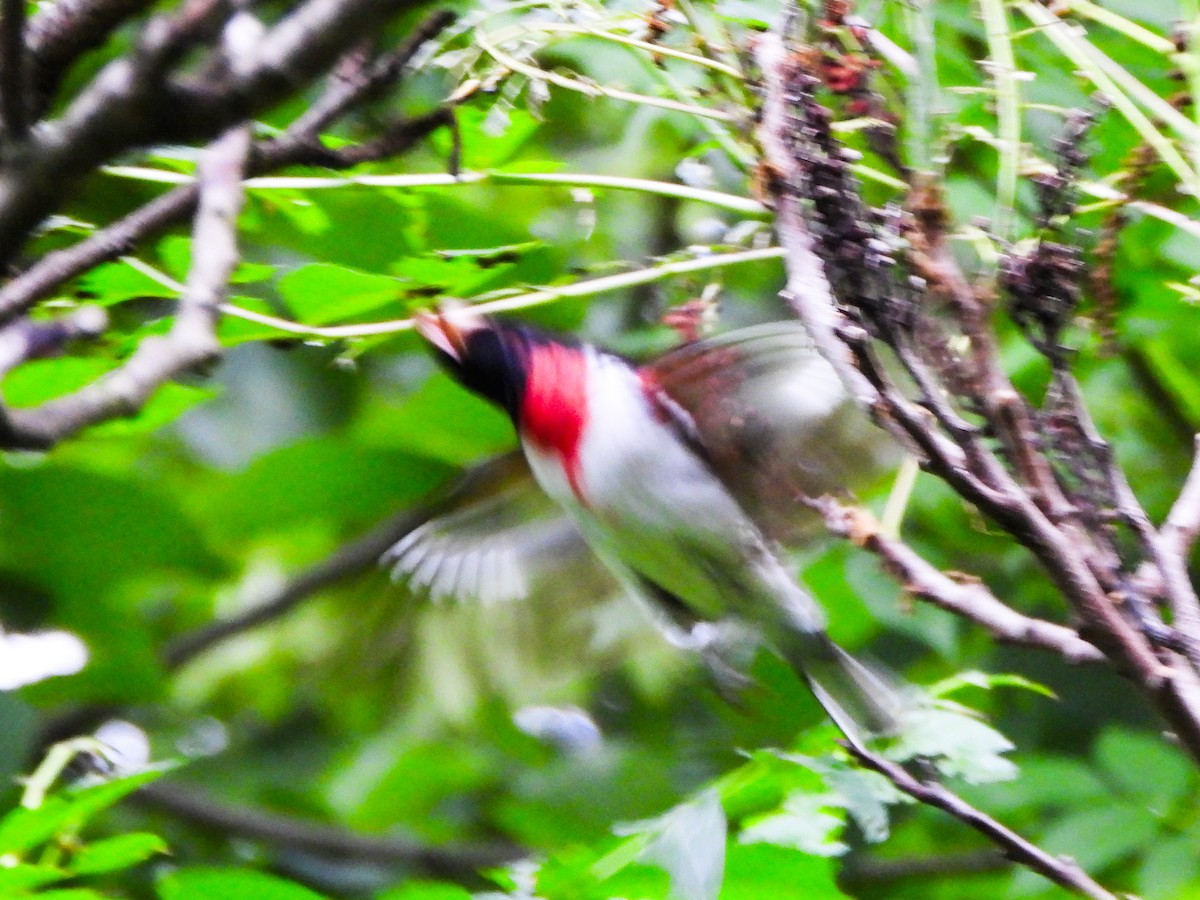 Rose-breasted Grosbeak - ML659383045
