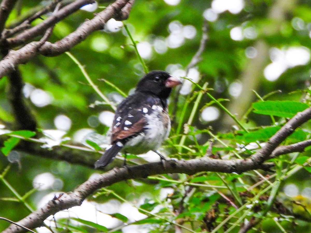 Rose-breasted Grosbeak - ML659383052