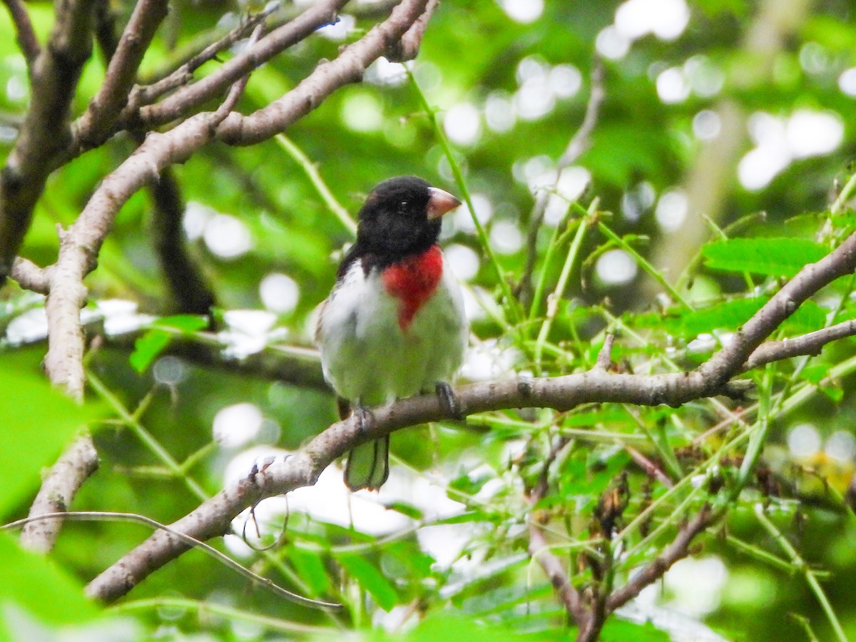 Rose-breasted Grosbeak - ML659383053