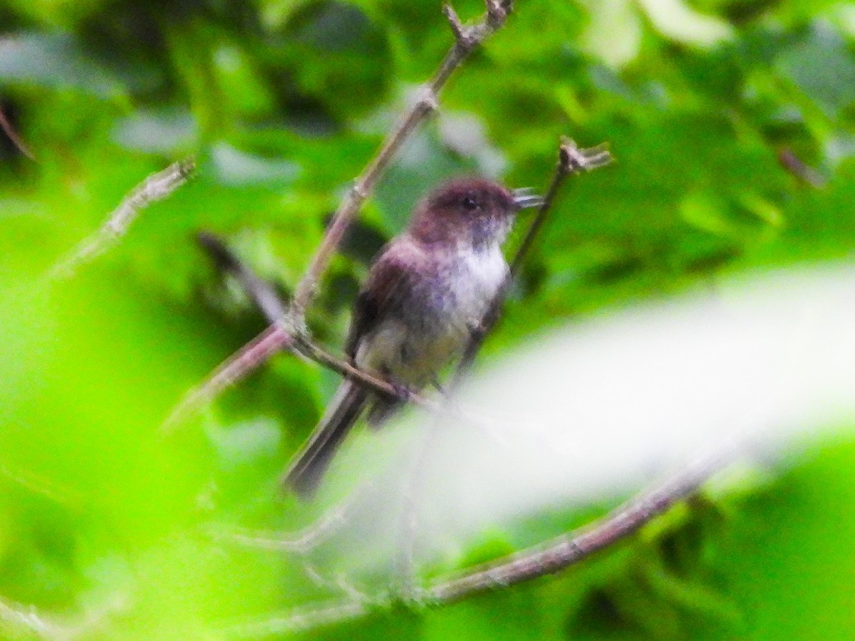 Eastern Phoebe - ML659383058