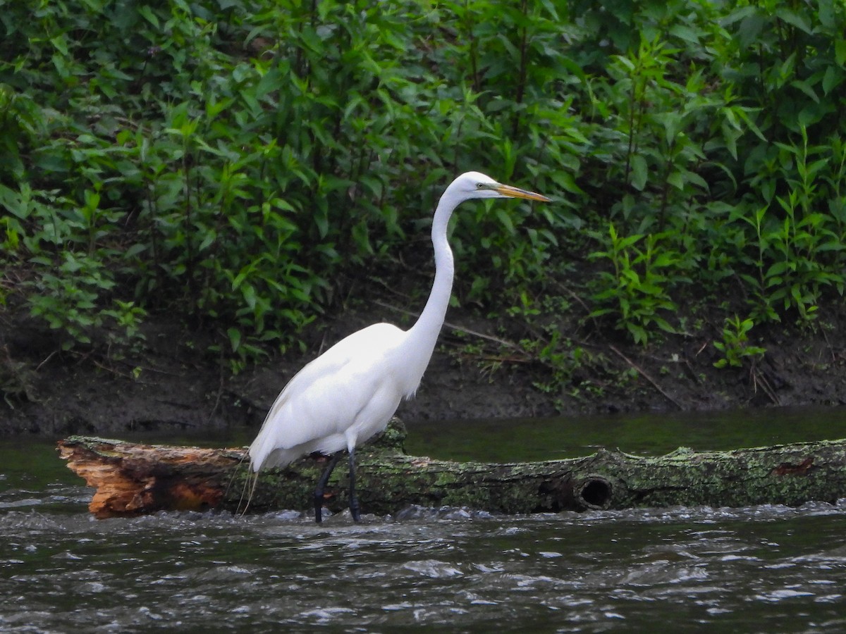 Great Egret - ML659383065