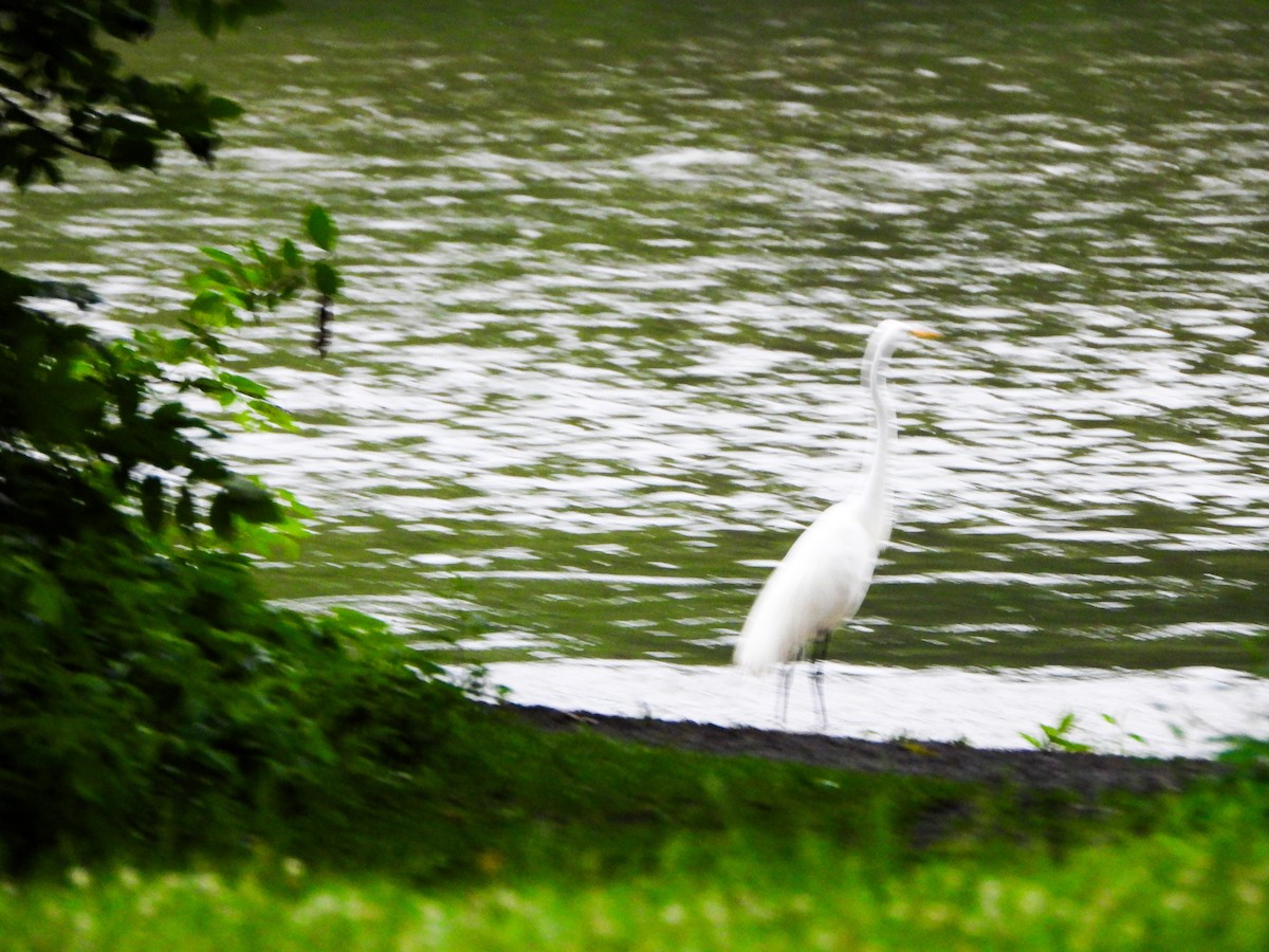 Great Egret - ML659383067