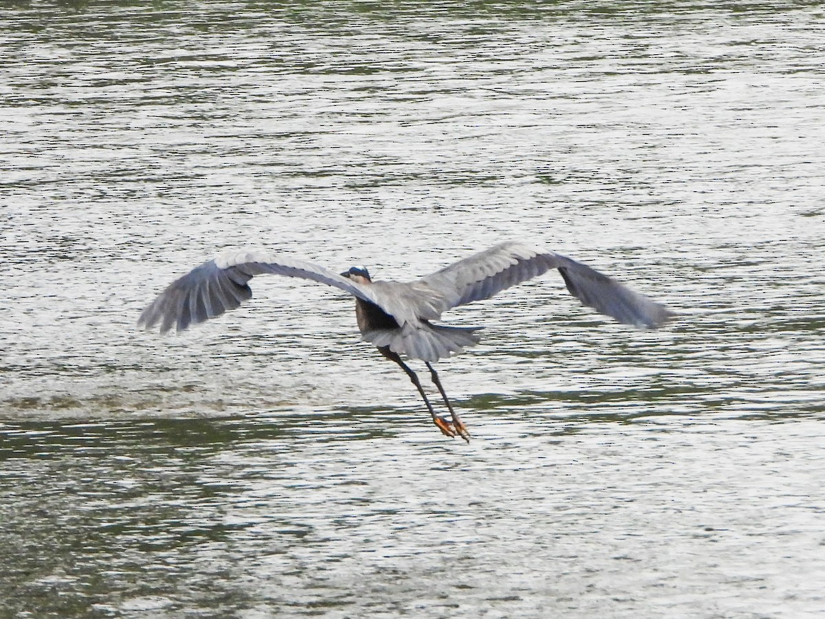 Great Blue Heron - ML659383080