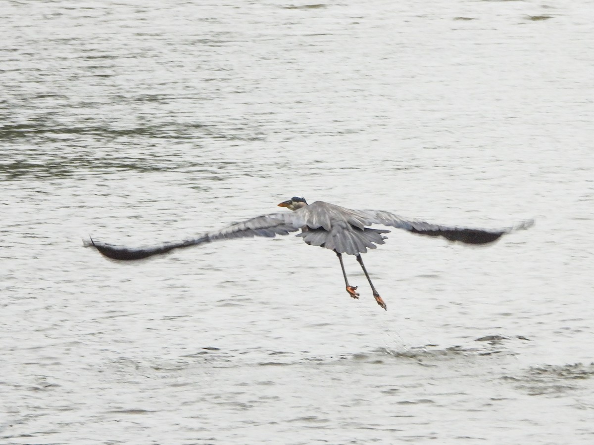 Great Blue Heron - ML659383081