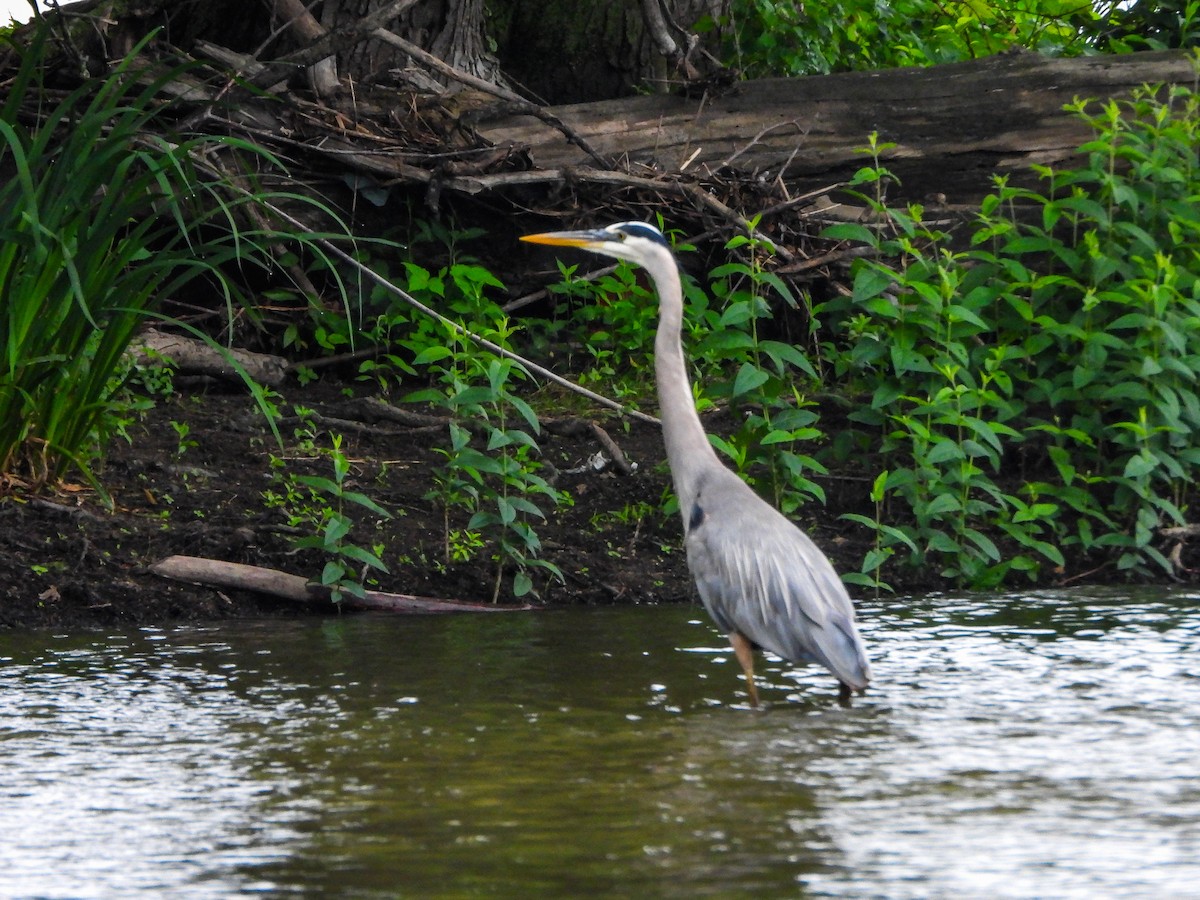 Great Blue Heron - ML659383195