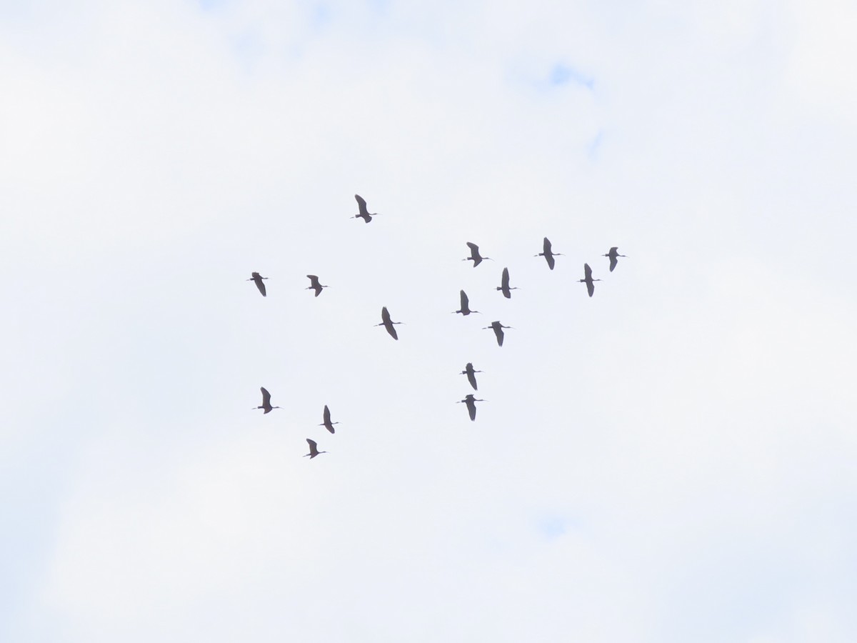 Glossy Ibis - ML659383378