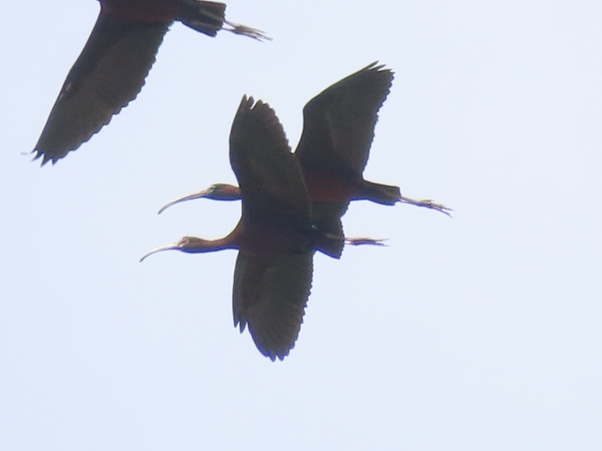 White-faced Ibis - ML659383381