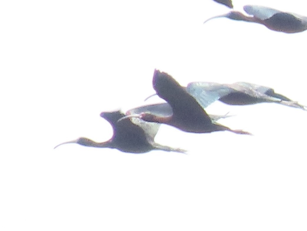 White-faced Ibis - ML659383400