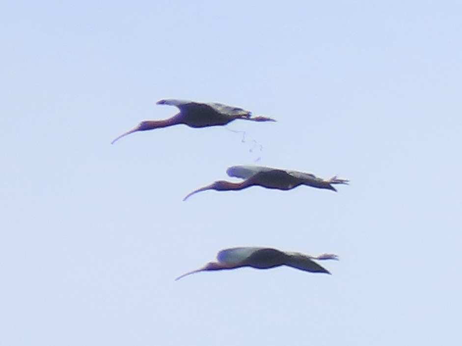 Glossy Ibis - ML659383408