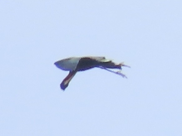 Glossy Ibis - ML659383414