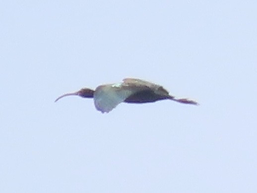 White-faced Ibis - ML659383427