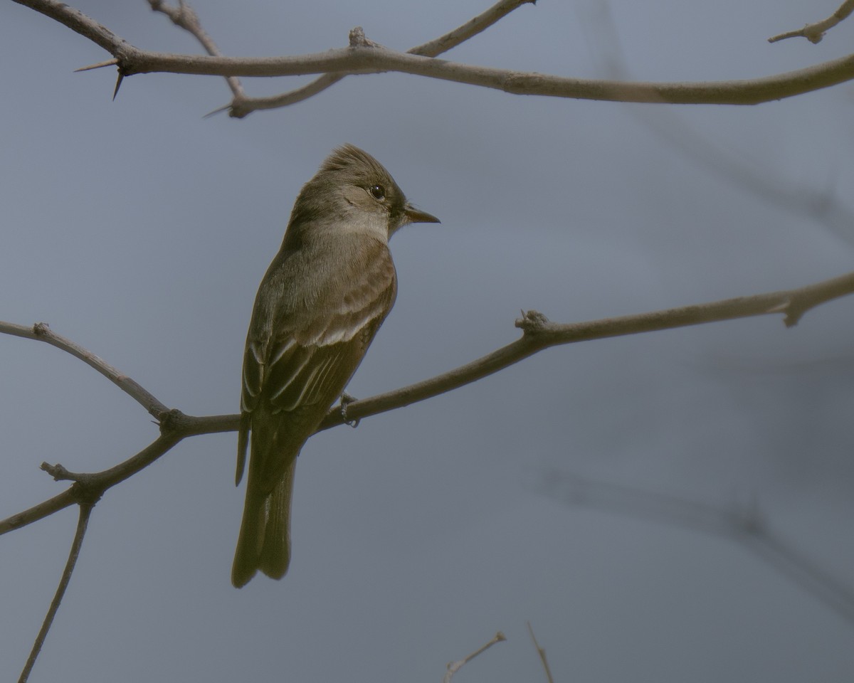 Western Wood-Pewee - ML659383786