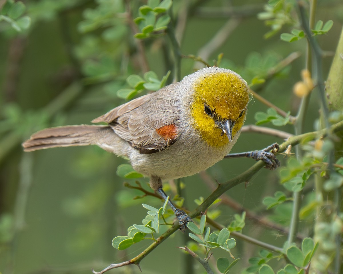 Verdin - ML659383795
