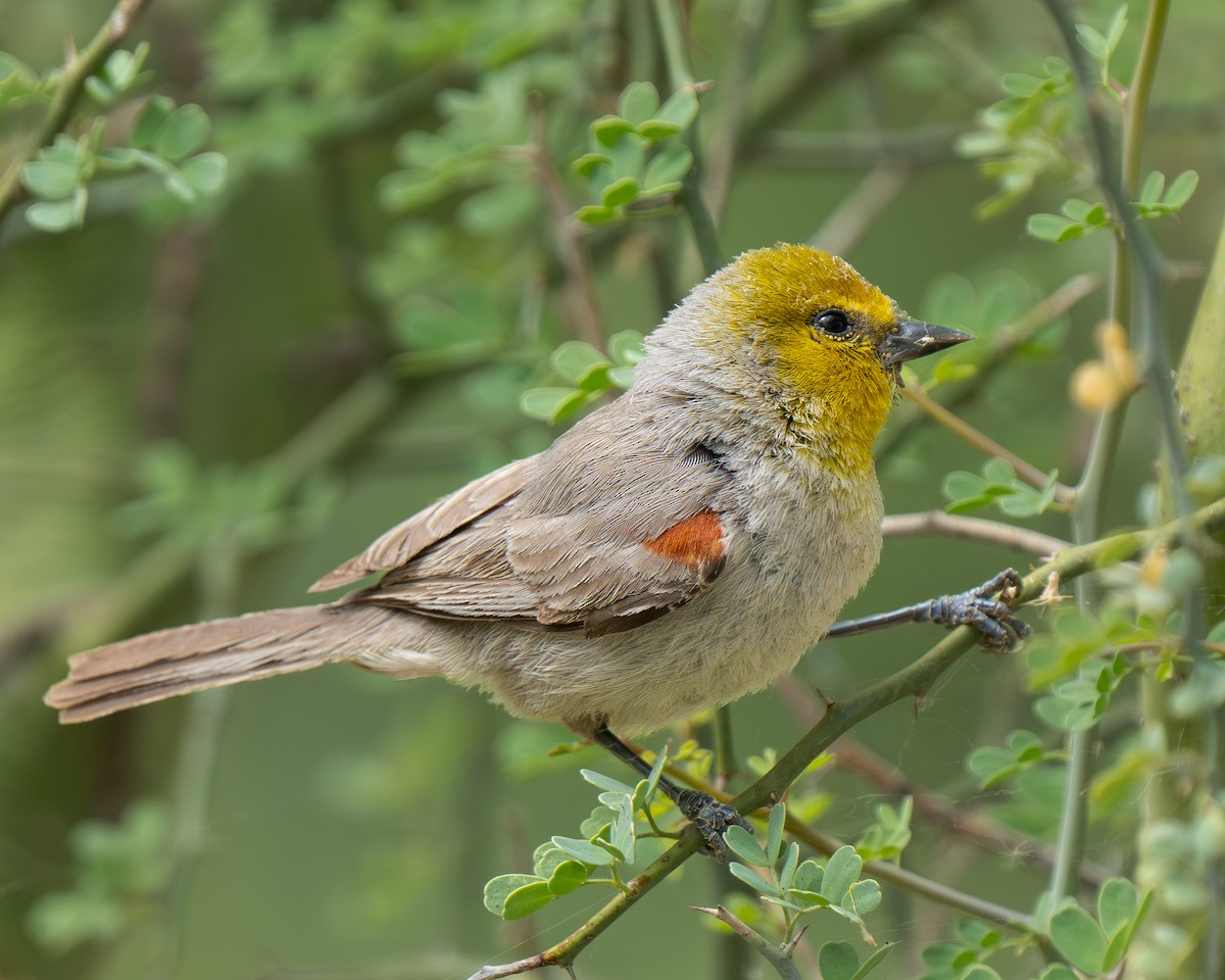Verdin - ML659383796