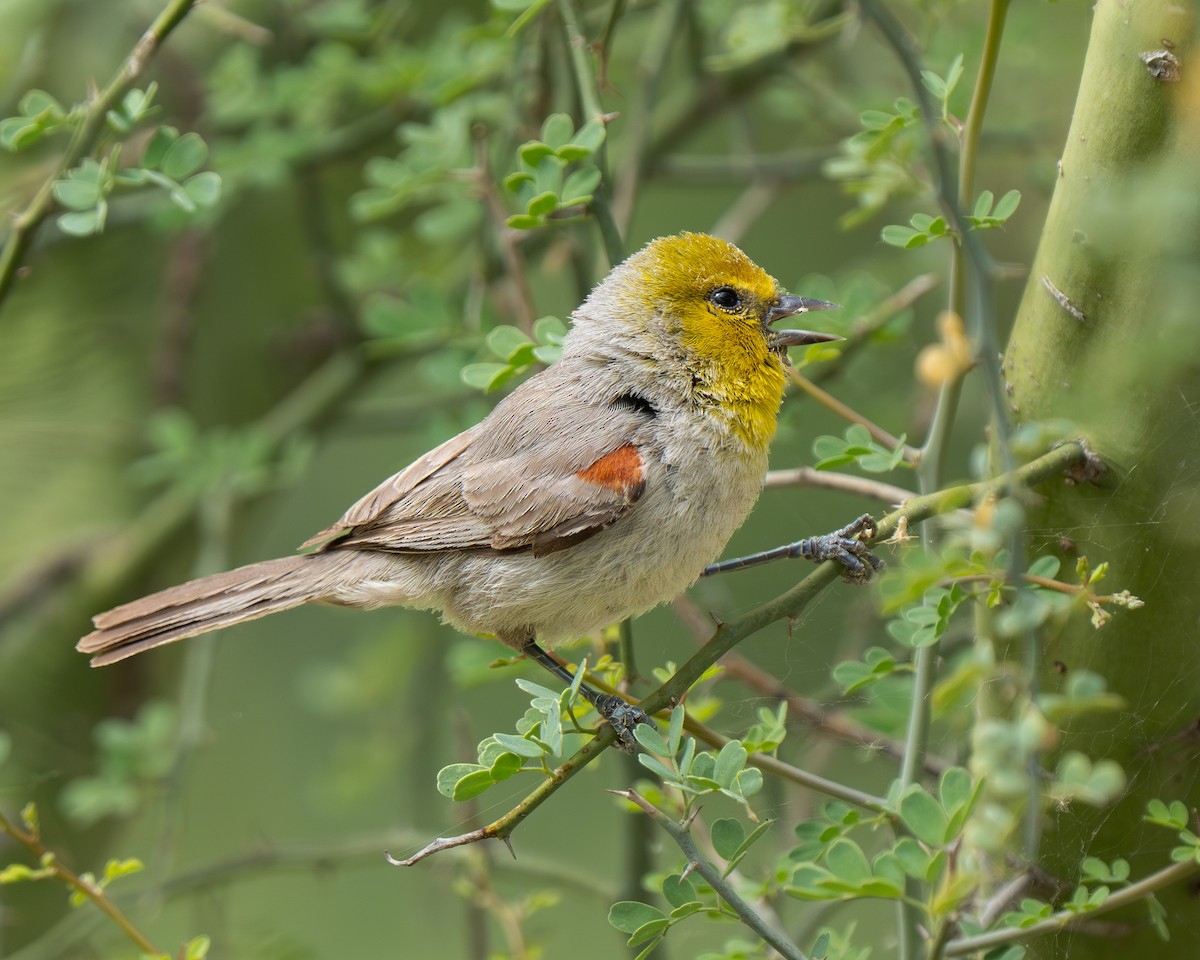 Verdin - ML659383797