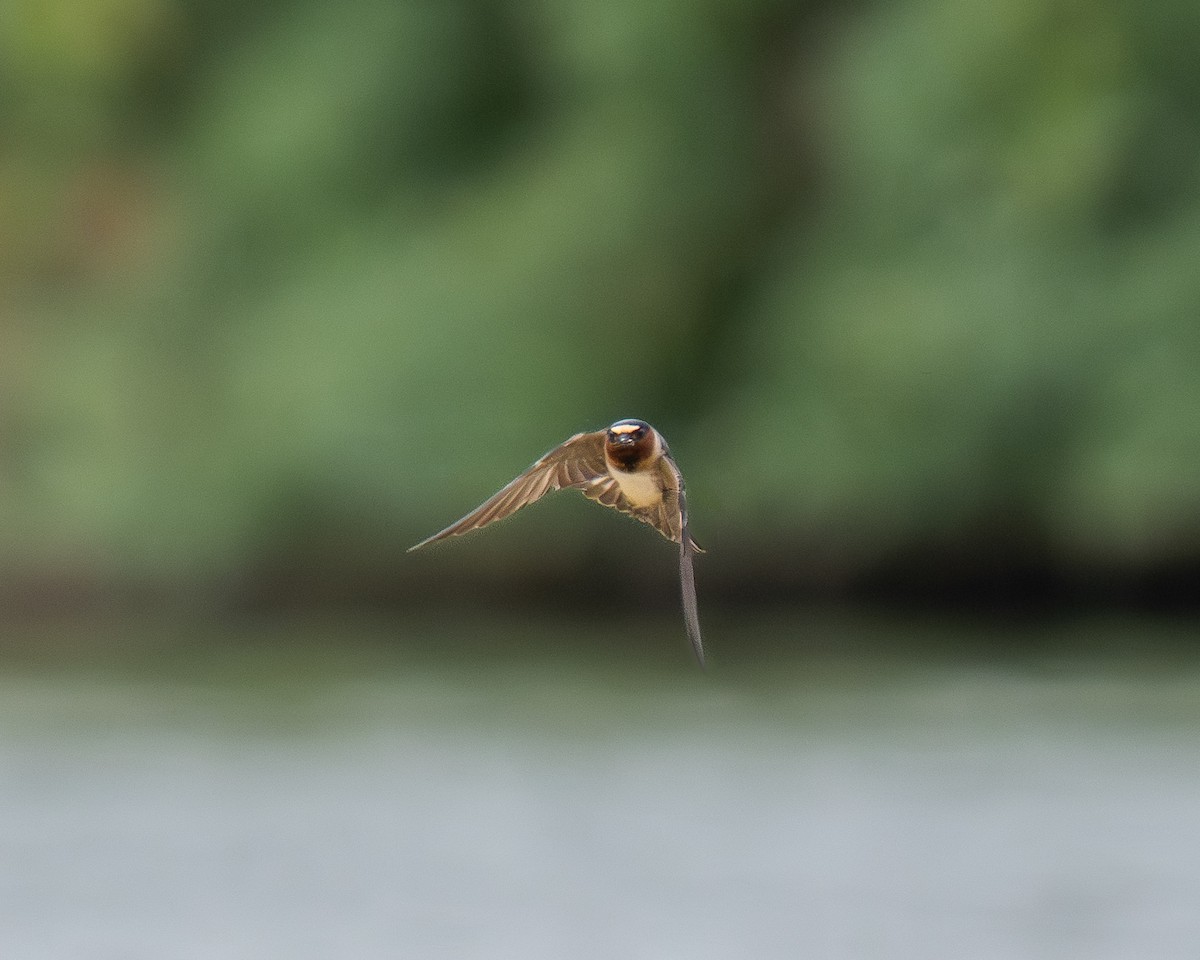 Cliff Swallow - ML659383800