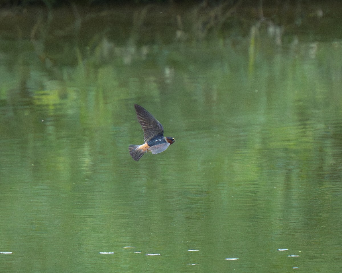 Cliff Swallow - ML659383801