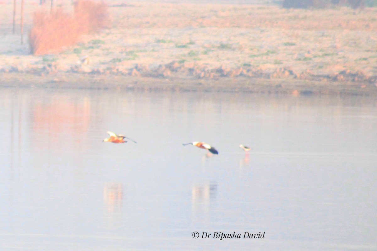 Ruddy Shelduck - ML659383802