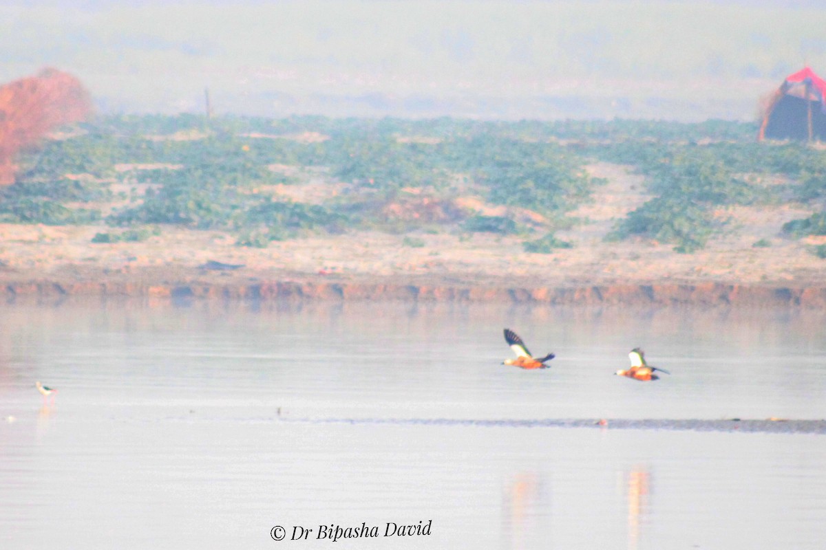 Ruddy Shelduck - ML659383804