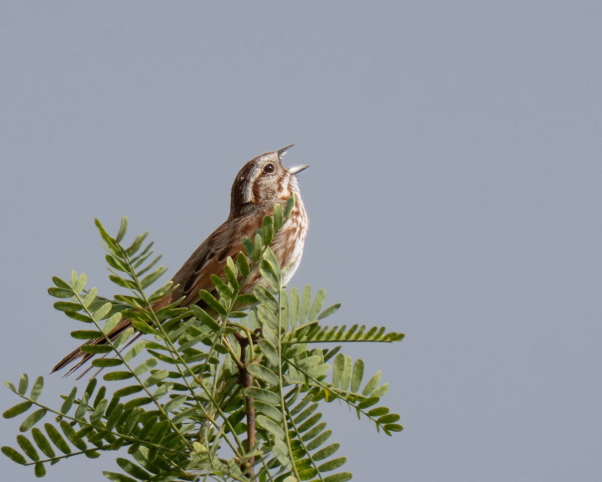 Song Sparrow - ML659383807