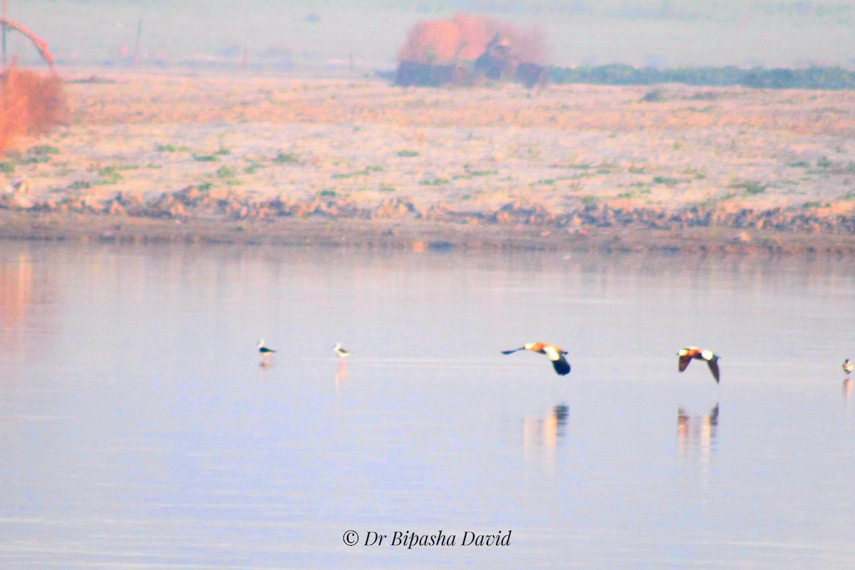 Ruddy Shelduck - ML659383808