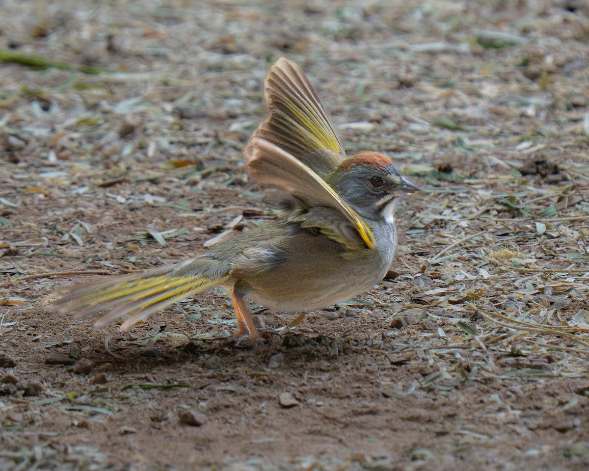Green-tailed Towhee - ML659383813