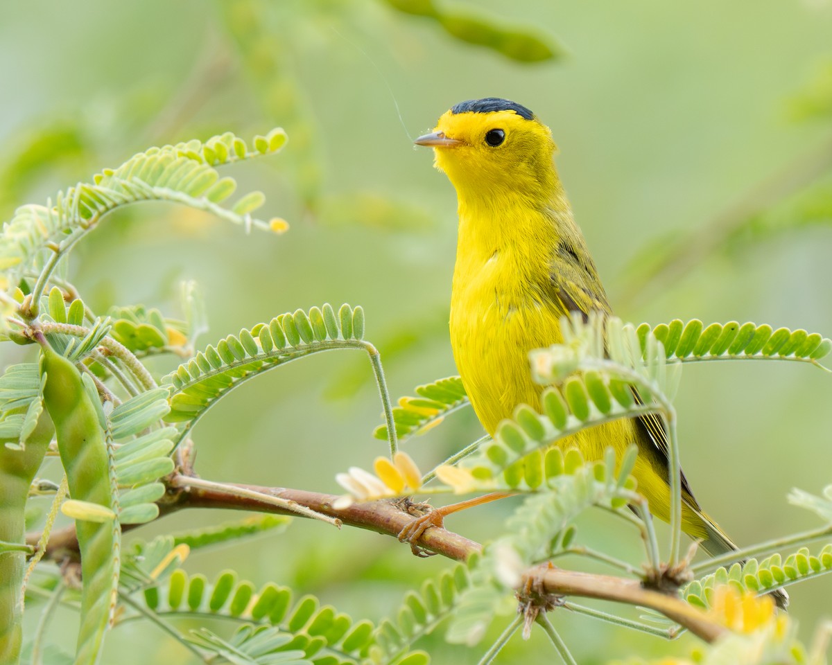 Wilson's Warbler - ML659383823