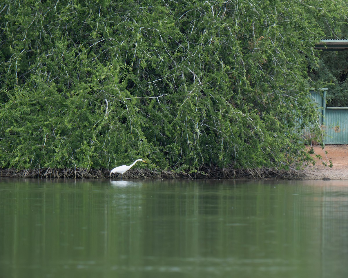 Great Egret - ML659383901