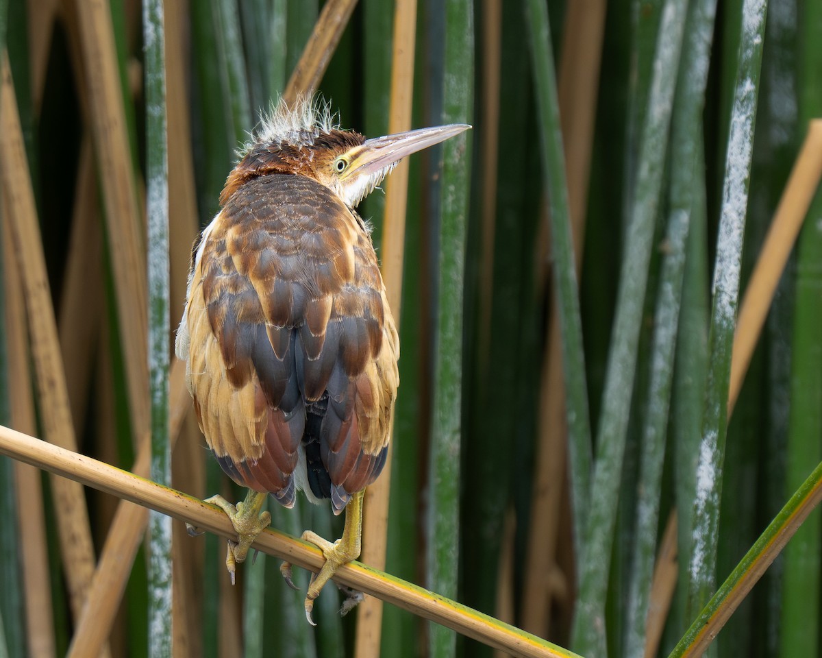 Least Bittern - ML659383910