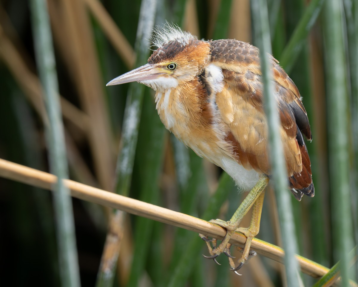 Least Bittern - ML659383912